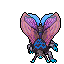 hibernal moth