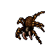 tarantula